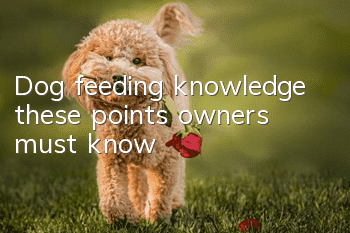 Dog feeding knowledge: these points owners must know