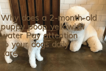 Why does a 2-month-old puppy poop yellowish water? Pay attention to your dog’s daily care!