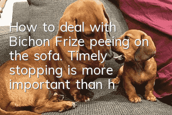 How to deal with Bichon Frize peeing on the sofa. Timely stopping is more important than how to deal with it!