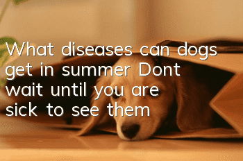 What diseases can dogs get in summer? Don’t wait until you are sick to see them