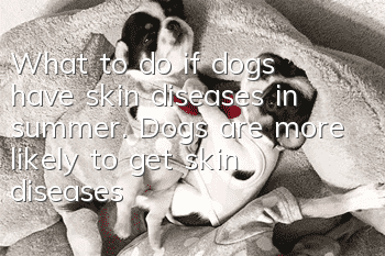 What to do if dogs have skin diseases in summer. Dogs are more likely to get skin diseases in summer.