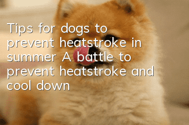 Tips for dogs to prevent heatstroke in summer A battle to prevent heatstroke and cool down for dogs