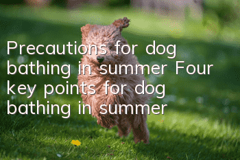 Precautions for dog bathing in summer Four key points for dog bathing in summer
