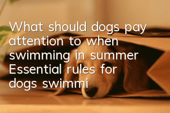 What should dogs pay attention to when swimming in summer? Essential rules for dogs swimming in summer