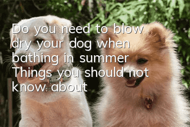 Do you need to blow dry your dog when bathing in summer? Things you should not know about bathing in summer
