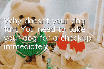 Why doesn’t your dog fart? You need to take your dog for a checkup immediately.