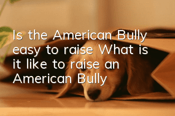 Is the American Bully easy to raise? What is it like to raise an American Bully?