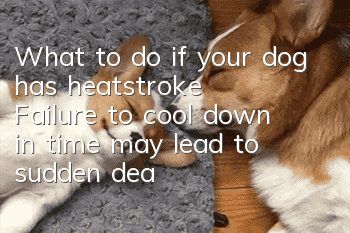 What to do if your dog has heatstroke? Failure to cool down in time may lead to sudden death