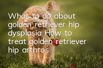 What to do about golden retriever hip dysplasia? How to treat golden retriever hip arthrosis?