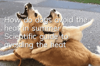 How do dogs avoid the heat in summer? Scientific guide to avoiding the heat