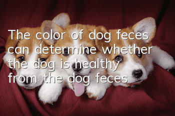 The color of dog feces can determine whether the dog is healthy from the dog feces