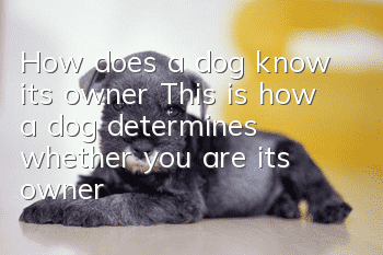 How does a dog know its owner? This is how a dog determines whether you are its owner!