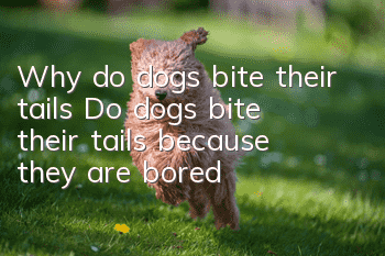 Why do dogs bite their tails? Do dogs bite their tails because they are bored?