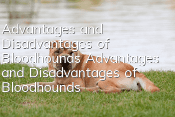 Advantages and Disadvantages of Bloodhounds Advantages and Disadvantages of Bloodhounds