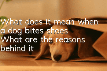 What does it mean when a dog bites shoes? What are the reasons behind it?