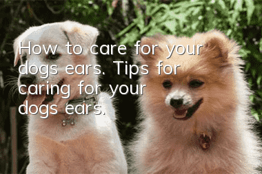 How to care for your dog’s ears. Tips for caring for your dog’s ears.