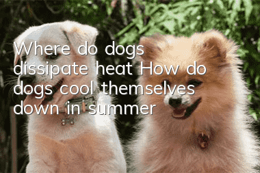 Where do dogs dissipate heat? How do dogs cool themselves down in summer?