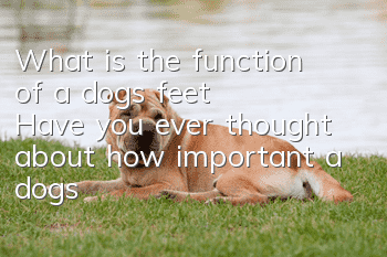 What is the function of a dog’s feet? Have you ever thought about how important a dog’s feet are?