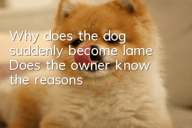 Why does the dog suddenly become lame? Does the owner know the reasons?