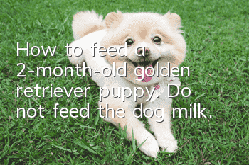 How to feed a 2-month-old golden retriever puppy. Do not feed the dog milk.