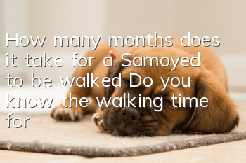 How many months does it take for a Samoyed to be walked? Do you know the walking time for a Samoyed?