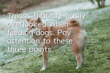 Things that are easily overlooked when feeding dogs. Pay attention to these three points
