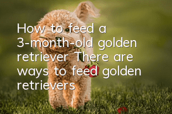 How to feed a 3-month-old golden retriever? There are ways to feed golden retrievers