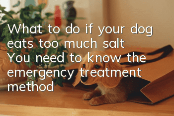 What to do if your dog eats too much salt? You need to know the emergency treatment methods