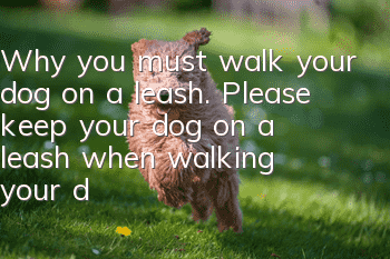 Why you must walk your dog on a leash. Please keep your dog on a leash when walking your dog to avoid negative consequences.