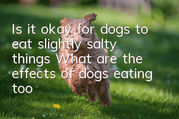 Is it okay for dogs to eat slightly salty things? What are the effects of dogs eating too much salt?