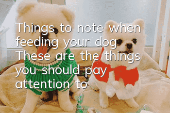 Things to note when feeding your dog: These are the things you should pay attention to
