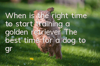 When is the right time to start training a golden retriever? The best time for a dog to grow is before half a year old