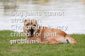 Dog joints cannot straighten. Chondroitin is very critical for joint problems!