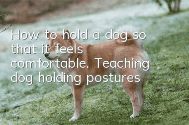How to hold a dog so that it feels comfortable. Teaching dog holding postures
