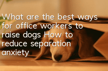 What are the best ways for office workers to raise dogs? How to reduce separation anxiety in dogs?