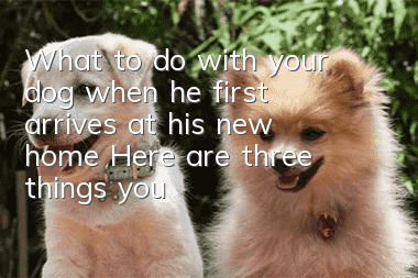 What to do with your dog when he first arrives at his new home? Here are three things you must know