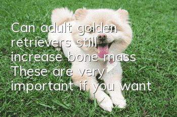 Can adult golden retrievers still increase bone mass? These are very important if you want to increase bone mass!