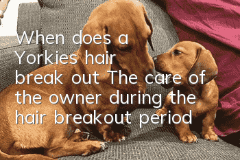 When does a Yorkie's hair break out? The care of the owner during the hair breakout period is particularly important!