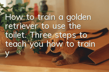 How to train a golden retriever to use the toilet. Three steps to teach you how to train your dog easily.