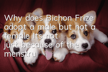 Why does Bichon Frize adopt a male but not a female? It’s not just because of the menstrual period