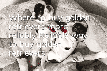 Where to buy golden retrievers more reliably Reliable way to buy golden retrievers