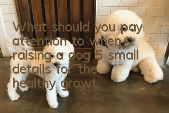 What should you pay attention to when raising a dog? 5 small details for the healthy growth of your dog