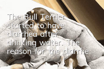 The Bull Terrier started to have diarrhea after drinking water. The reason for the diarrhea probably has nothing to do with the water!