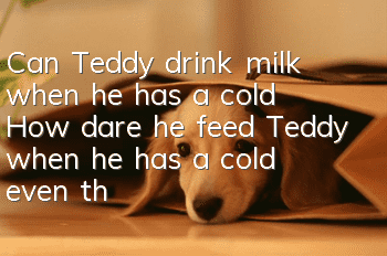 Can Teddy drink milk when he has a cold? How dare he feed Teddy when he has a cold even though he cannot drink milk?
