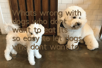 What's wrong with dogs who don't want to eat? It's so easy to let dogs who don't want to eat eat in summer