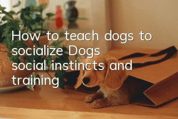 How to teach dogs to socialize Dogs’ social instincts and training