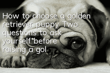 How to choose a golden retriever puppy? Two questions to ask yourself before raising a golden retriever