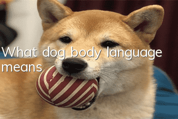 What dog body language means