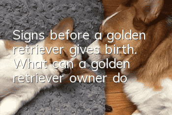 Signs before a golden retriever gives birth. What can a golden retriever owner do?