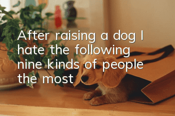 After raising a dog, I hate the following nine kinds of people the most!